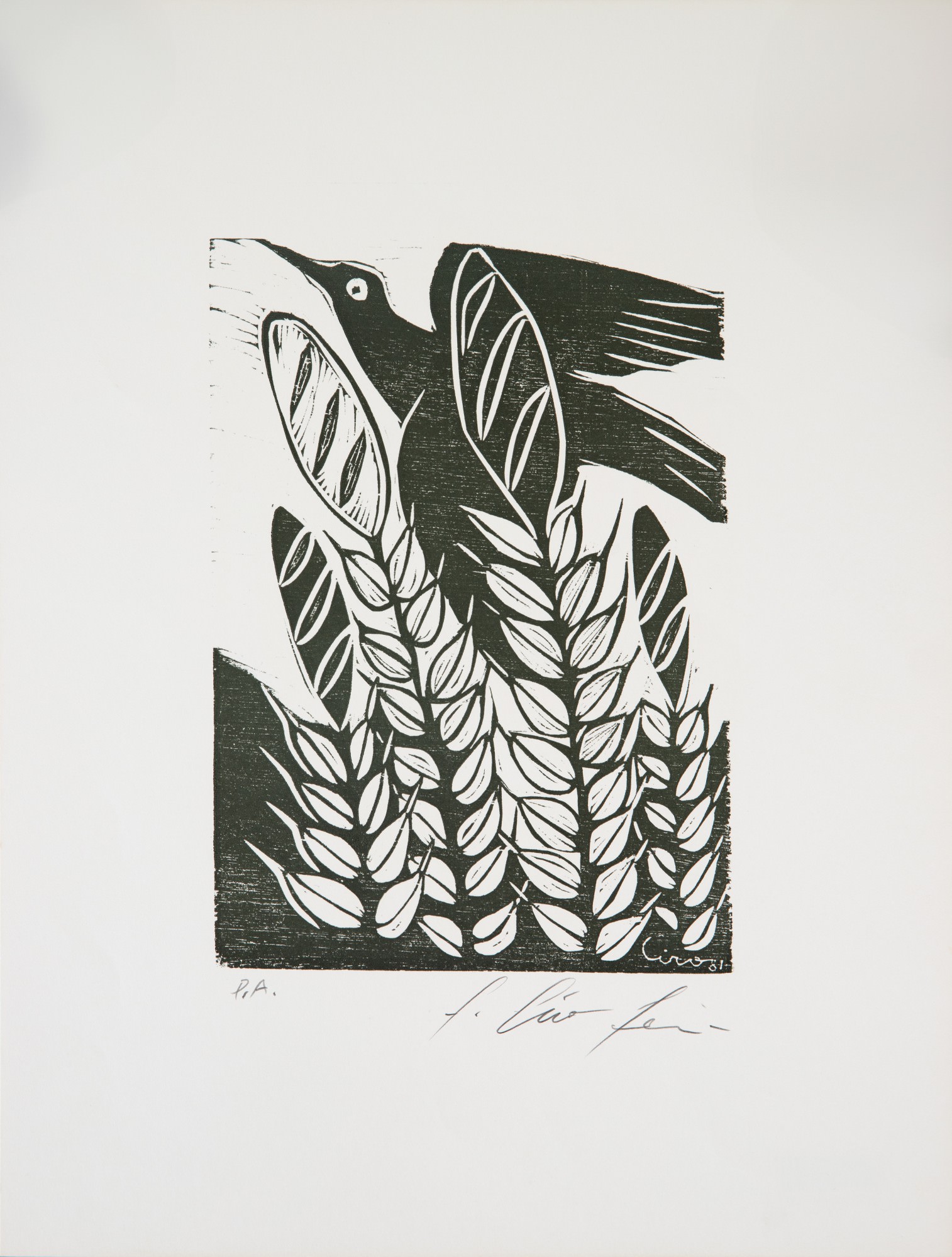 Ciro Fernandes - Sem Título