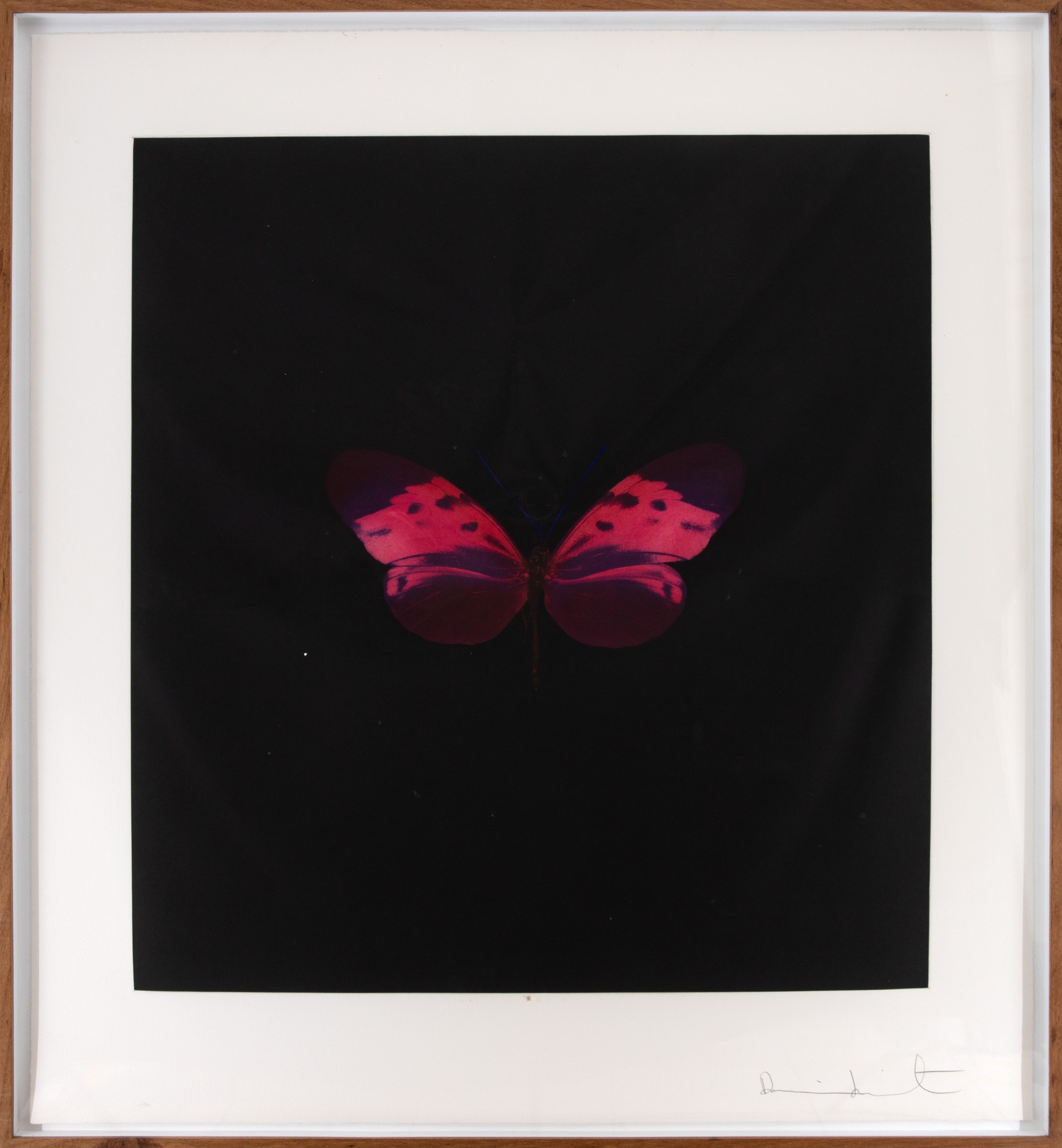 Damien Hirst - Six Butterfly