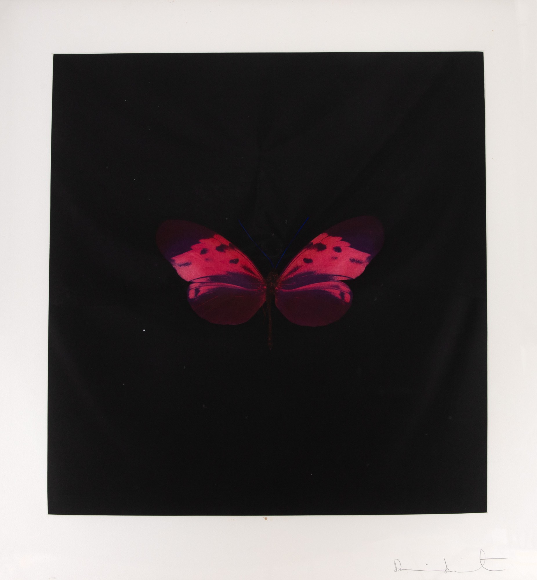 Damien Hirst - Six Butterfly