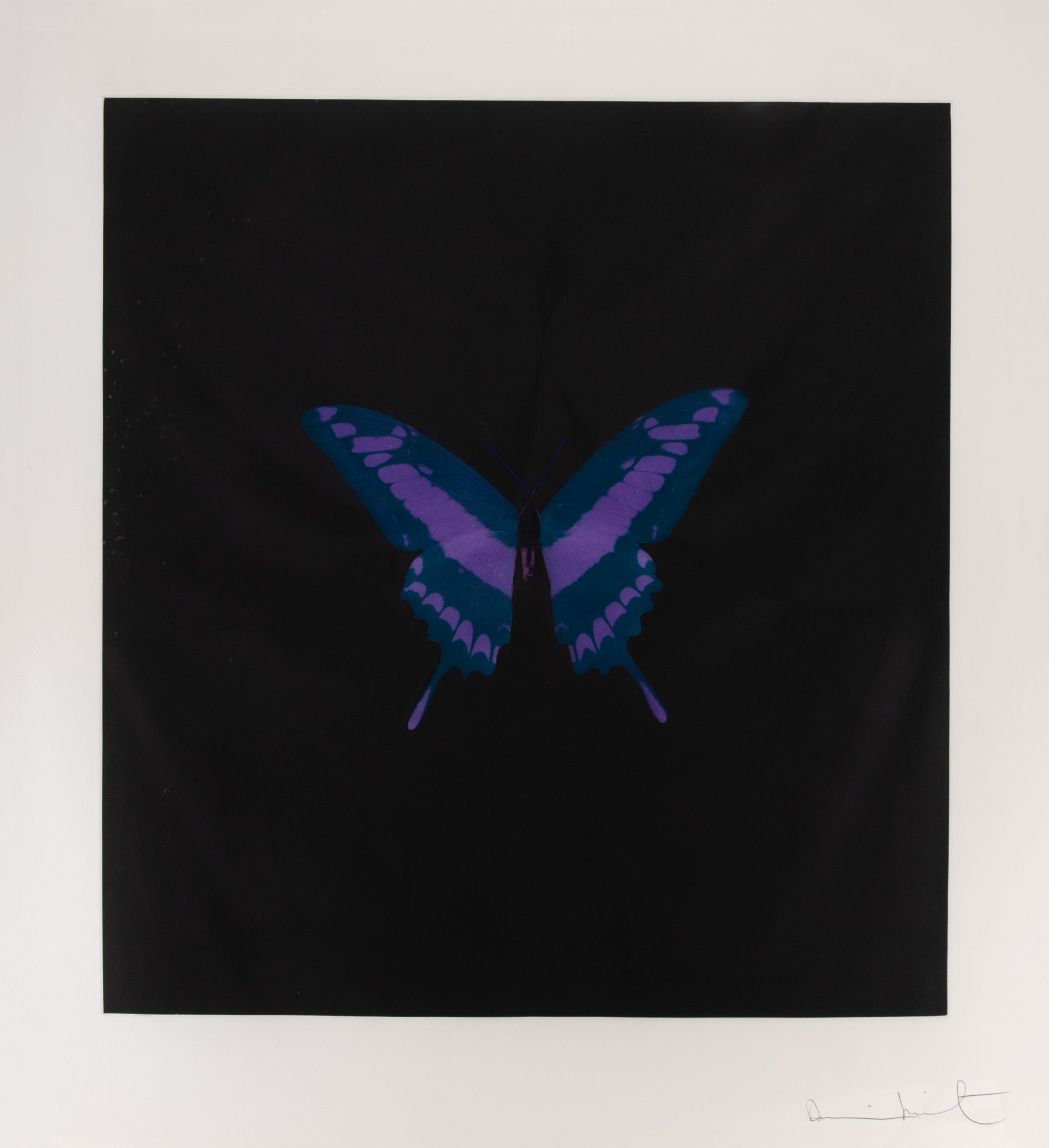 Damien Hirst - Six Butterfly