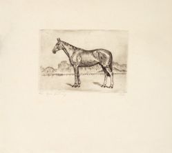 Lotus Lobo - Sem Título